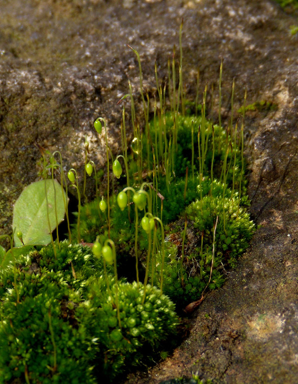 muschio (Bryum?) su tufo